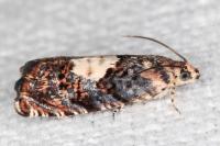 Pammene gallicolana