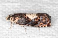 Pammene gallicolana