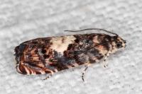 Pammene gallicolana