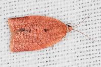 Clepsis consimilana