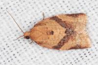 Clepsis consimilana