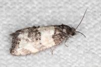 Propiromorpha rhodophana
