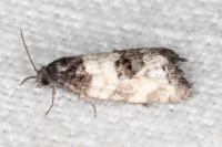 Propiromorpha rhodophana