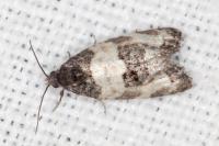 Propiromorpha rhodophana