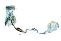 Coleophora kuehnella