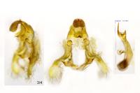 Ptycholoma lecheana