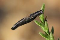 Coleophora pyrrhulipennella