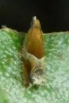 Ancylis obtusana