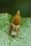 Ancylis obtusana