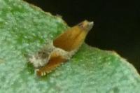 Ancylis obtusana