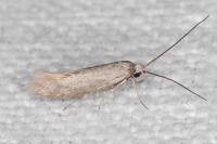Urodeta hibernella