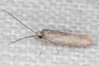 Urodeta hibernella