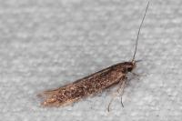 Aproaerema anthyllidella