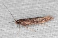 Aproaerema anthyllidella