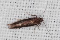 Aproaerema anthyllidella