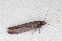 Neofaculta ericetella