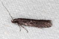 Neofaculta ericetella