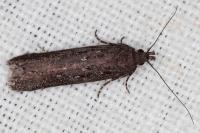 Neofaculta ericetella