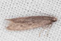 Oxypteryx helotella