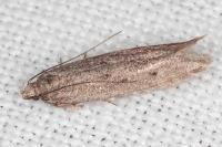 Oxypteryx helotella