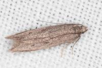 Oxypteryx helotella