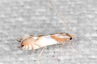 Phyllonorycter roboris
