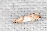 Phyllonorycter roboris