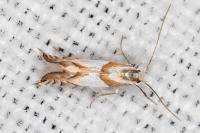 Phyllonorycter roboris