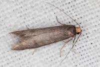 Agnoea