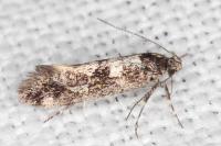 Denisia lutea