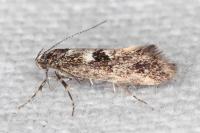Denisia lutea