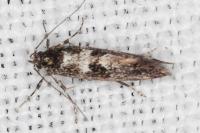 Denisia lutea