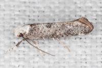 Paraswammerdamia albicapitella