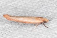 Zelleria hepariella