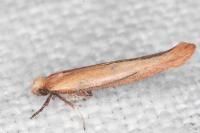 Zelleria hepariella