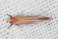 Zelleria hepariella