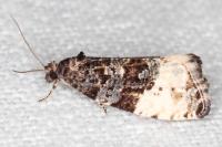 Hedya pruniana