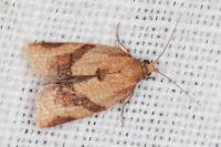 Clepsis consimilana