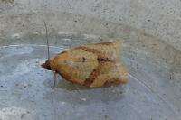 Clepsis consimilana