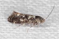 Denisia lutea