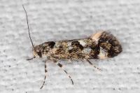 Denisia lutea