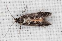 Denisia lutea