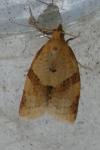 Clepsis consimilana