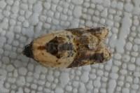 Acleris variegana