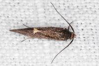 Esperia sulphurella