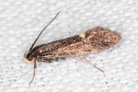 Esperia sulphurella