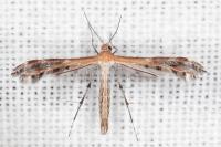 Stangeia siceliota