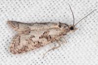 Cnephasia cupressivorana