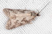 Cnephasia cupressivorana