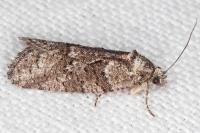 Cnephasia cupressivorana